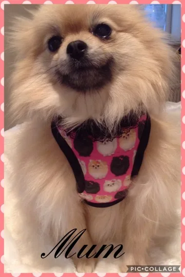 #$%$# need pomeranian pups available