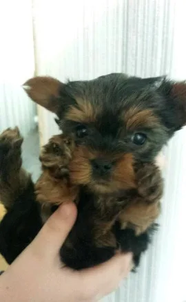 Teecup yorkie puppies for sale 