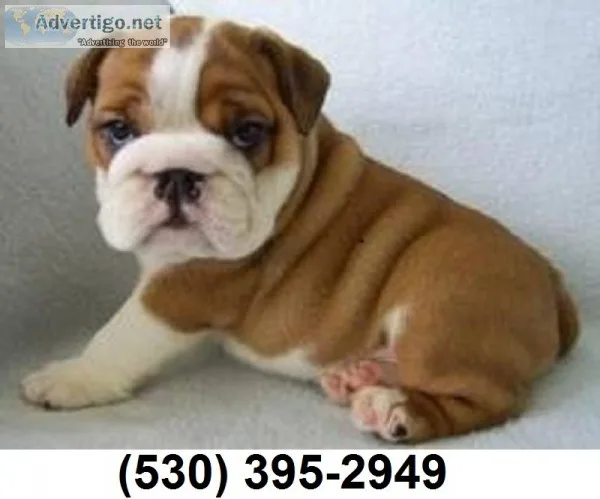 Lovely english bulldog puppies ready nw
