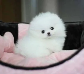 Beautiful pomeranian puppies available