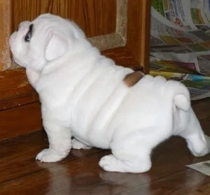  charming english bulldog puppies