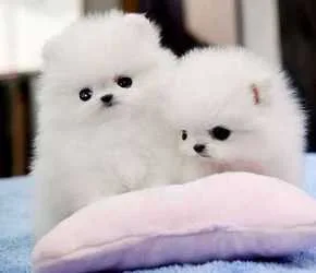 Beautiful pomeranian puppies available