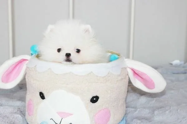 Beautiful pomeranian puppies available