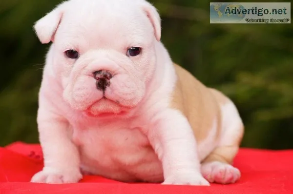  charming english bulldog puppies