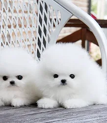 Beautiful pomeranian puppies available