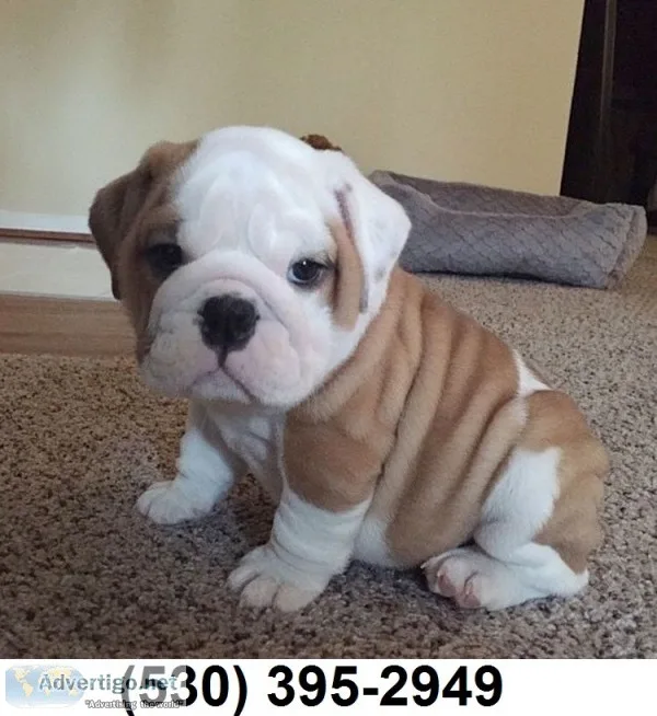 Cute nice english bulldog puppies ready