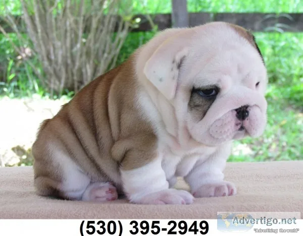 Beautiful m & f english bulldog puppies
