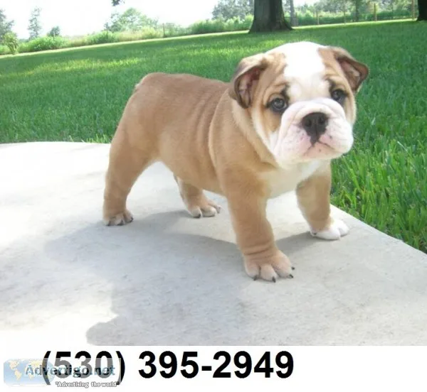 Uity english bulldog puppies