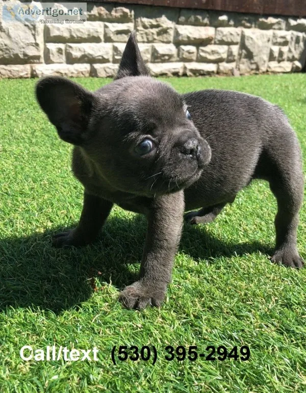 Sdaffectionate 2 french bulldog puppies 