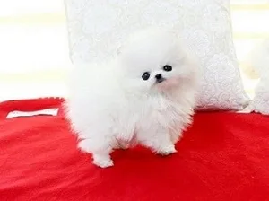 Beautiful bear face micro teacup pom ava