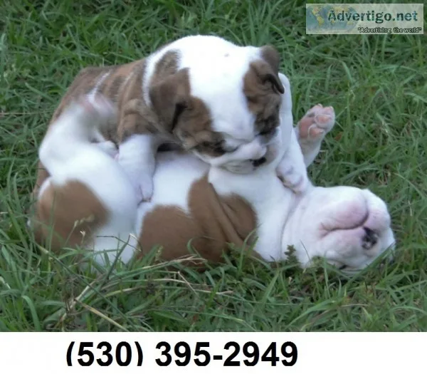 Fgh guaranteed english bulldog puppies
