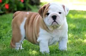 Registered english bulldogs
