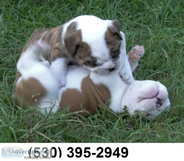 Healt guaranteed english bulldog puppies
