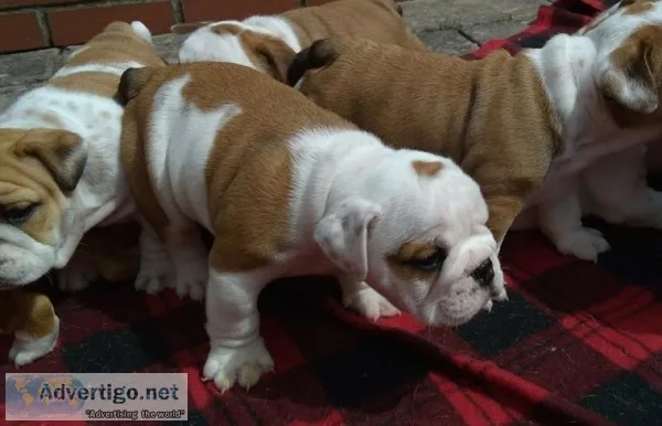 Puppies for sale 