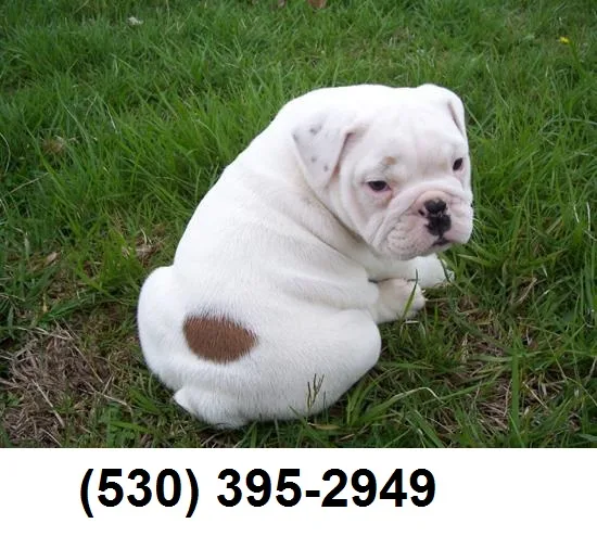 Etyry active english bulldog puppies