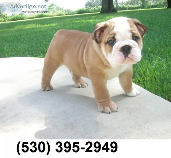 Ghdfh vemil love english bulldog puppies