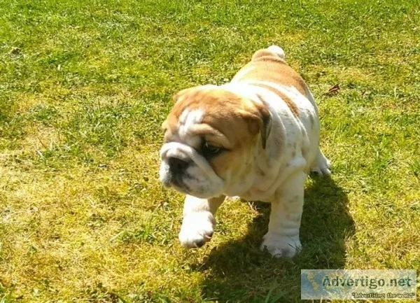 Puppies for sale