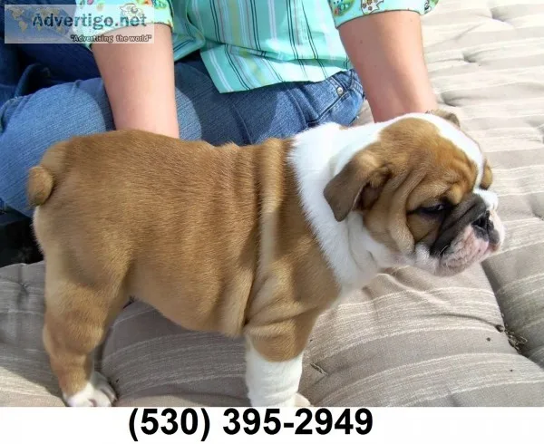 Ryt active english bulldog puppies