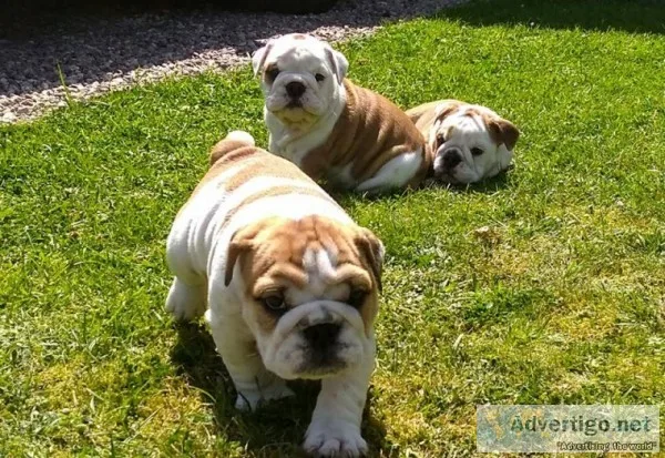 English bulldog puppis for sale