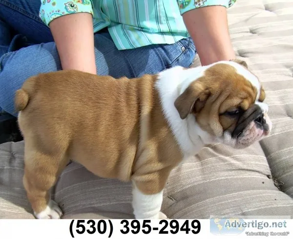 Millsahdb akc english bulldog puppies