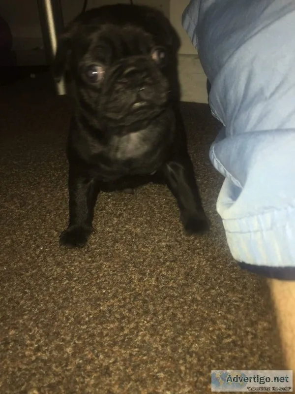 Beautiful chunky pug puppy