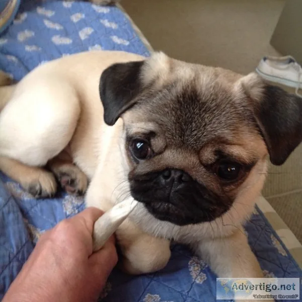 Gorgeous pug puppies