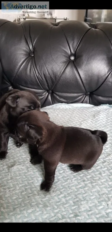 Kc reg pug puppy