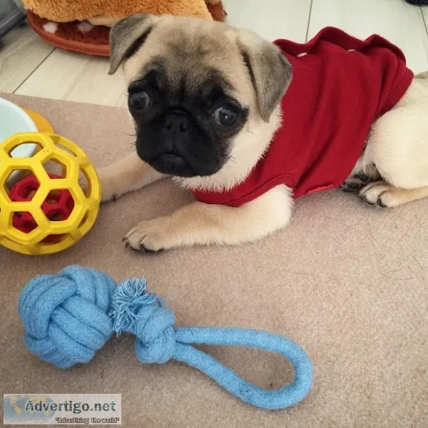Top quality male and female pug puppies