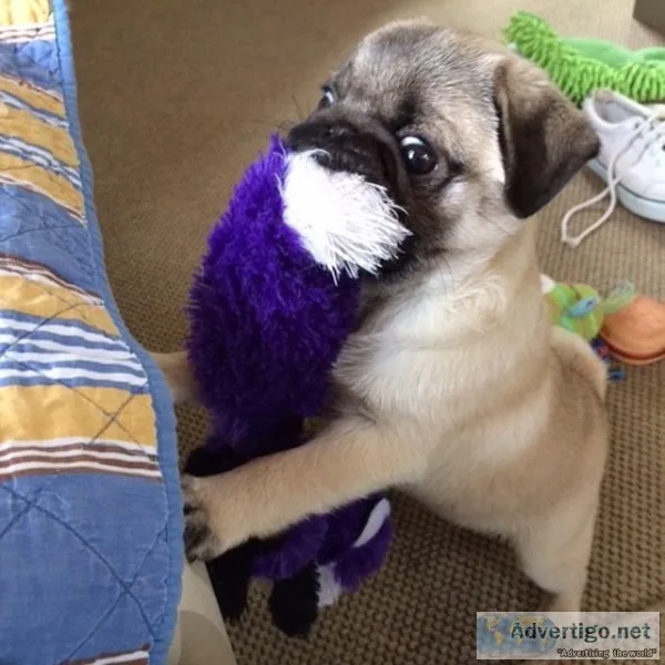 Two adorable 10 week old puppies pug