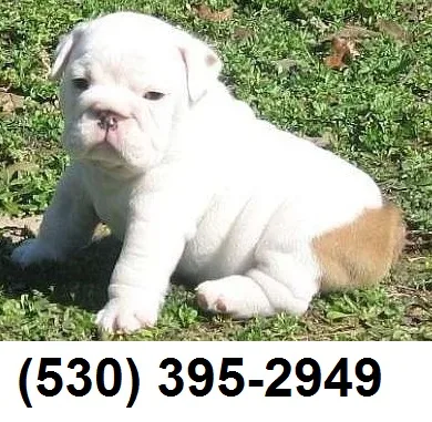 Rfref registered english bulldog puppies