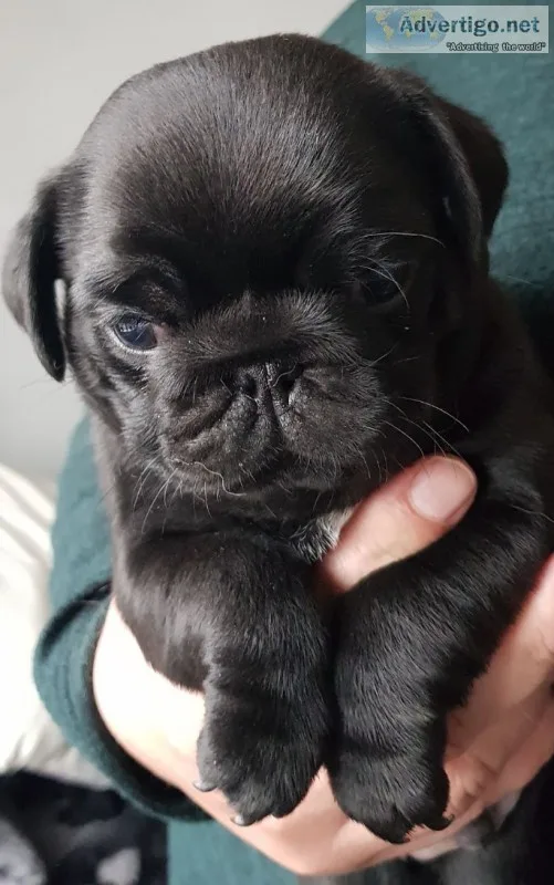 Stunning pedigree pugs for sale