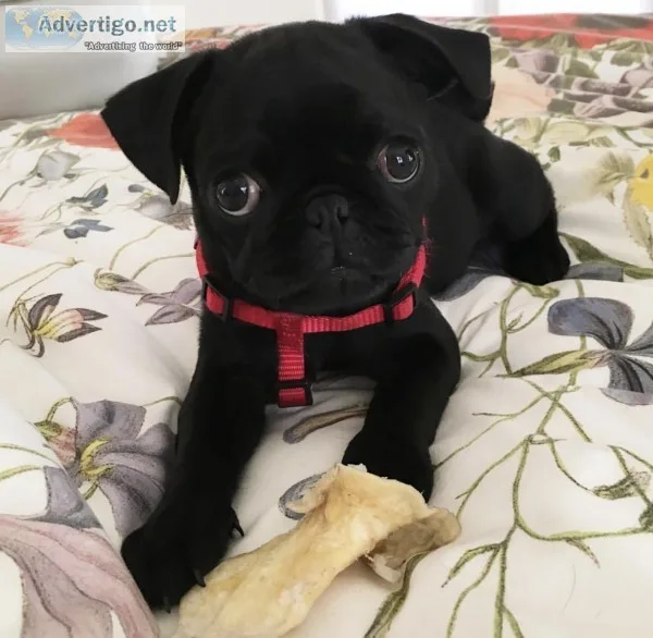 Super adorable pug puppies