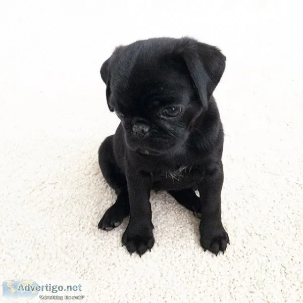 Gorgeous teacup pug puppies