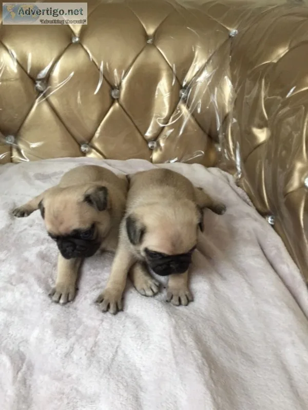 Two female pug puppies