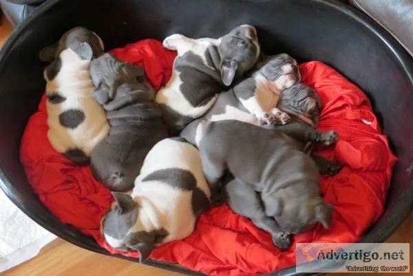 Ahgf brave blue french bulldog puppies