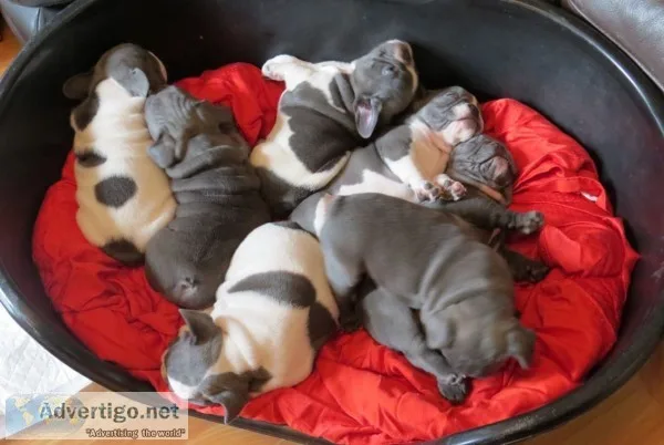 Ahjg darling blue french bulldog puppies