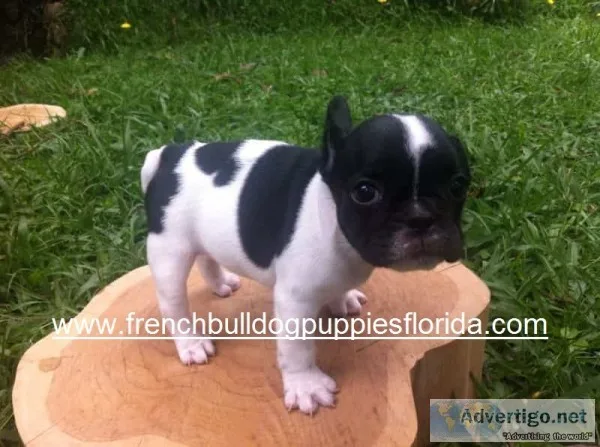 French bulldog puppies $1700