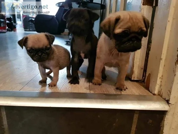 Pug puppies last 3 left