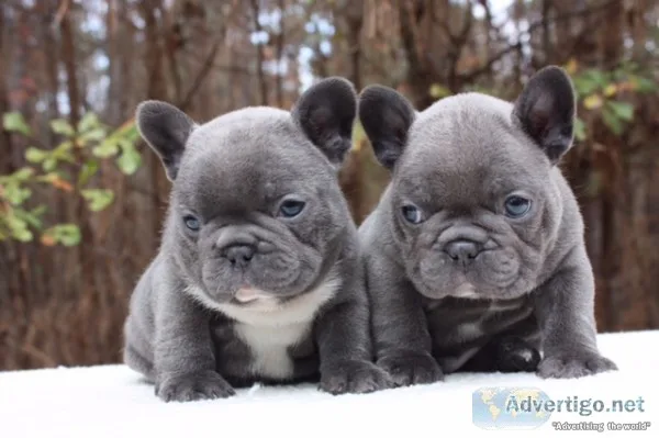 Admirable french bulldog puppies