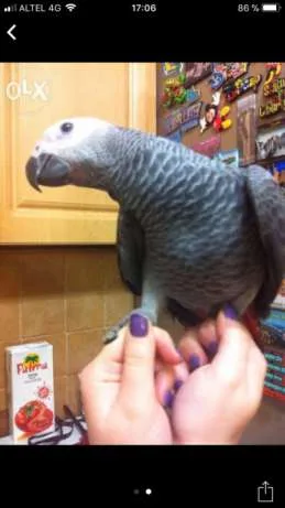 Pairs of african grey birds for sale