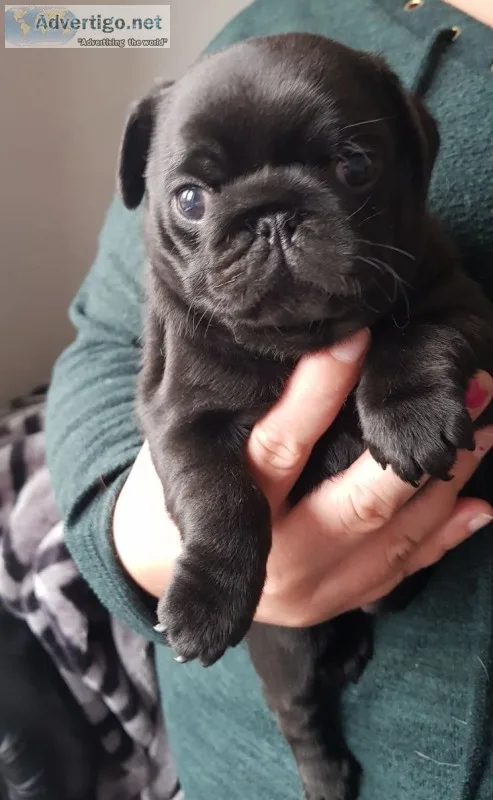Outstanding puggle pups