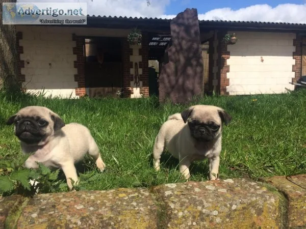 Male pug puppies kc reg