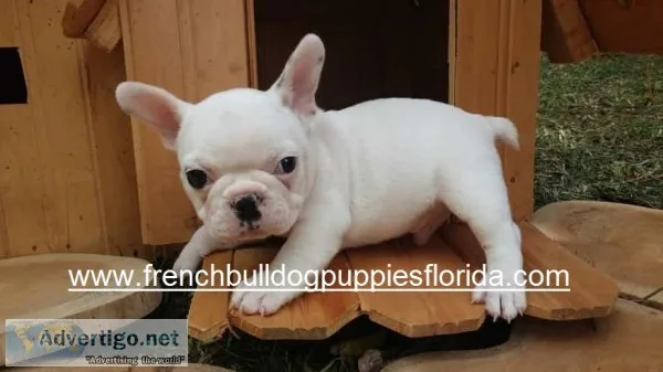French bulldog puppies $1700
