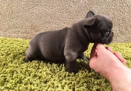 Solid blue frenchies ready to go