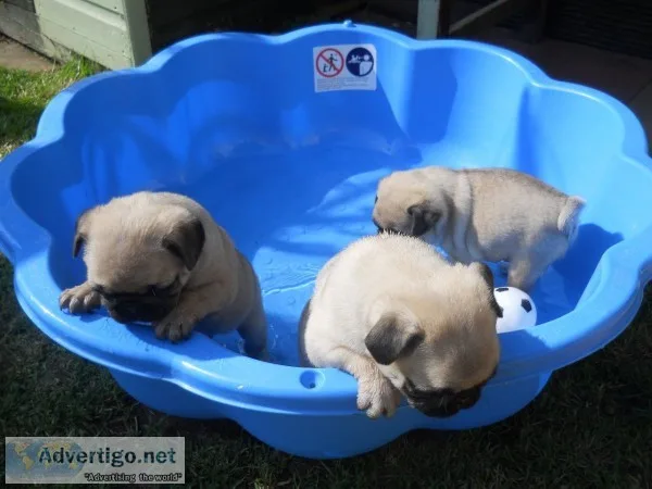Stunning litter of pugs 