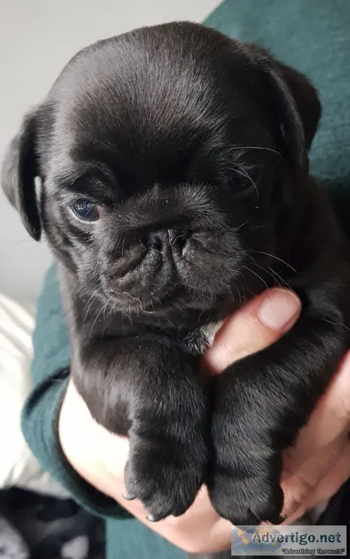 Pug puppies