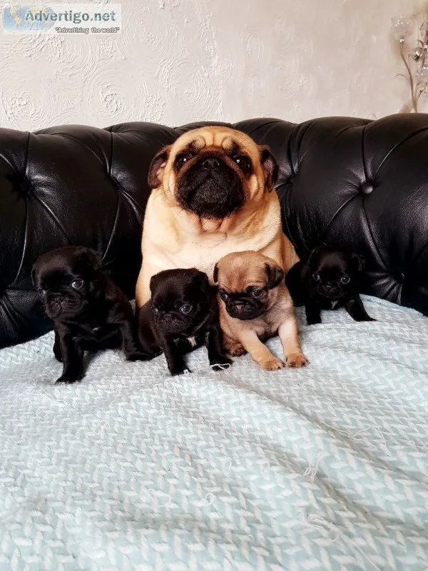 Stunning pedigree pugs for sale