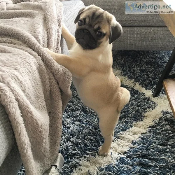 Lovely pure breed pug puppie