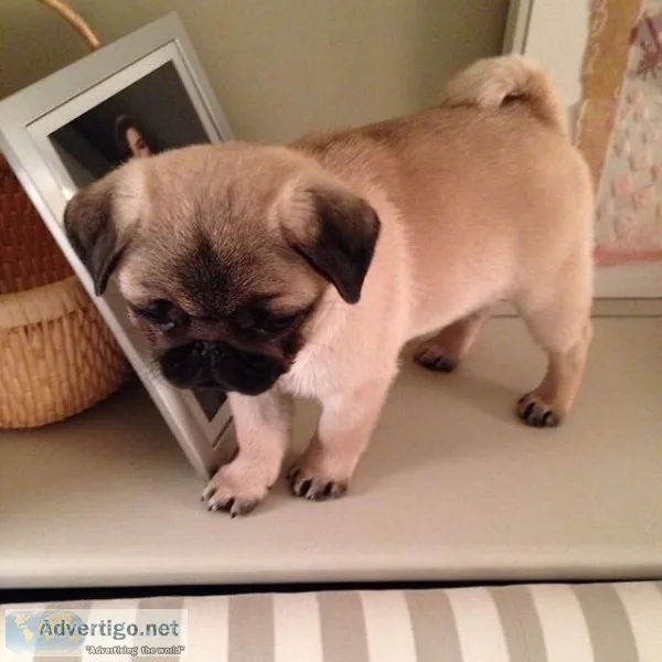 Beautiful pug puppies 