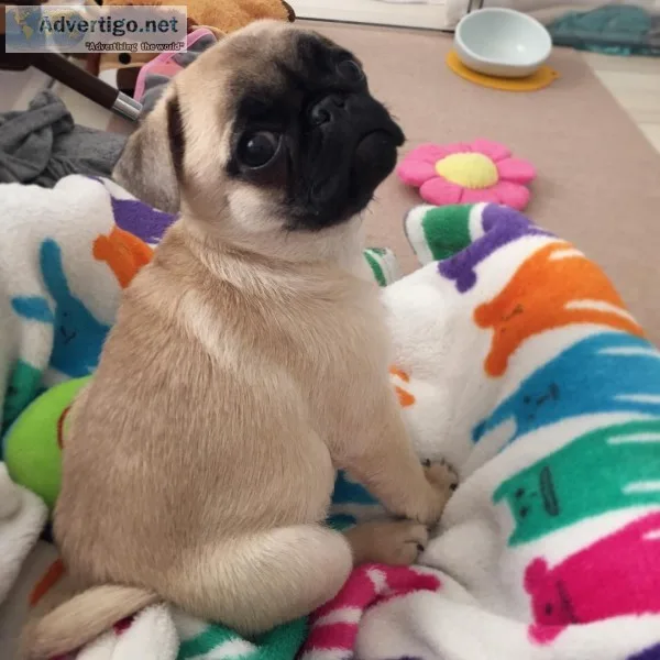 Home raised pug puppies for rehoming